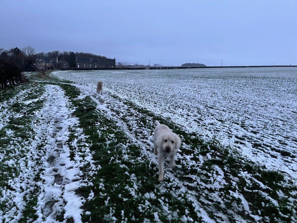 Cold one for today’s afternoon walk 🥶