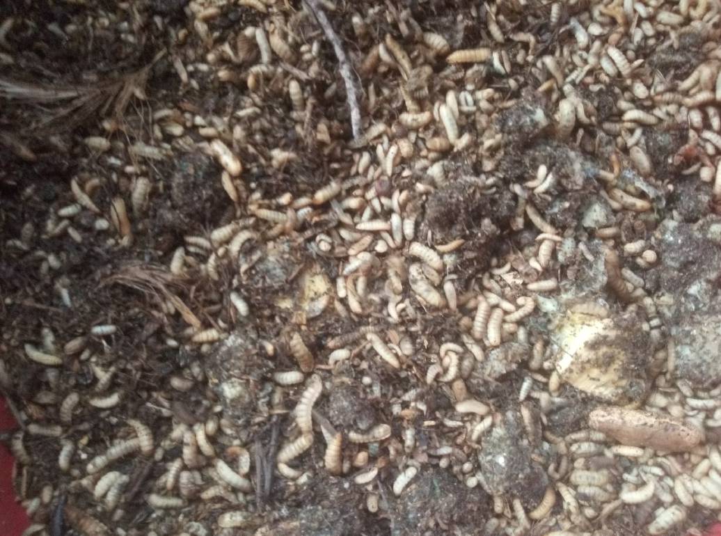 GreenglowRec's tweet photo. Did you know?
Black soldier fly farming can #recycle food waste into fertilizer &amp;animal feed!
Join us in promoting regenerative agriculture and reducing waste!
#BlackSoldierFly 
#FoodWaste 
#Sustainability 
#RegenerativeAgriculture
#OrganicFarming
#Agrocyclers
#GreenglowRecycling https://t.co/D2dZ8vcCFC