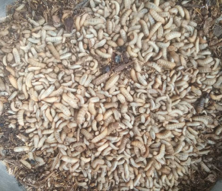 GreenglowRec's tweet photo. Did you know?
Black soldier fly farming can #recycle food waste into fertilizer &amp;animal feed!
Join us in promoting regenerative agriculture and reducing waste!
#BlackSoldierFly 
#FoodWaste 
#Sustainability 
#RegenerativeAgriculture
#OrganicFarming
#Agrocyclers
#GreenglowRecycling https://t.co/D2dZ8vcCFC