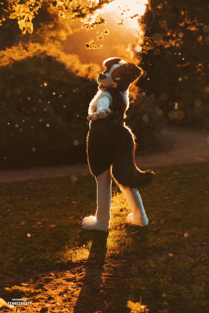 valientebarks's tweet photo. Lets stand in the sunrays like its our spotlight✨🌄

📸 @FENNECPARTY https://t.co/ZtHXRLePcu