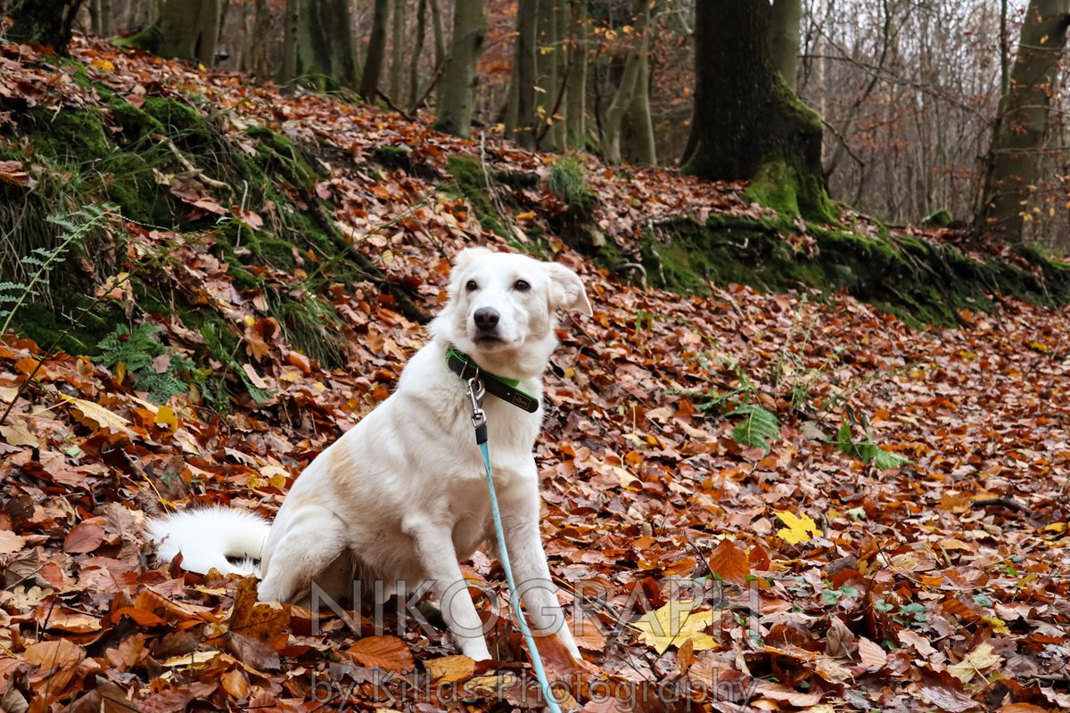 Nikographos's tweet photo. #Waldspaziergang🐾👣🍂

#Iserlohn #Herbst #Sauerland #Westfalen #NRW #autumn  #herbststimmung #Nikographos #Nikograph #Gassirunde #dogwalk #dogwalk  #hundefotografie #Hunderunde #gassizeit #wandern #nature #Natur #outofhomemomente #outofhome #outdoor #hiking #KillasPhotography https://t.co/HVyaDbxywN