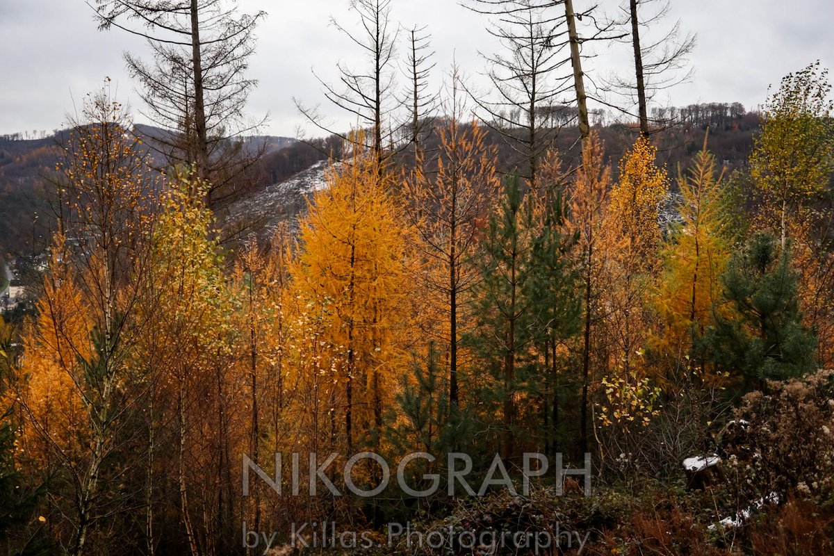 Nikographos's tweet photo. #Waldspaziergang🐾👣🍂

#Iserlohn #Herbst #Sauerland #Westfalen #NRW #autumn  #herbststimmung #Nikographos #Nikograph #Gassirunde #dogwalk #dogwalk  #hundefotografie #Hunderunde #gassizeit #wandern #nature #Natur #outofhomemomente #outofhome #outdoor #hiking #KillasPhotography https://t.co/HVyaDbxywN