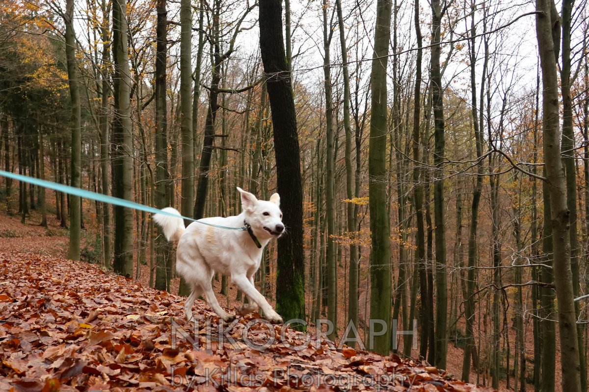 Nikographos's tweet photo. #Waldspaziergang🐾👣🍂

#Iserlohn #Herbst #Sauerland #Westfalen #NRW #autumn  #herbststimmung #Nikographos #Nikograph #Gassirunde #dogwalk #dogwalk  #hundefotografie #Hunderunde #gassizeit #wandern #nature #Natur #outofhomemomente #outofhome #outdoor #hiking #KillasPhotography https://t.co/HVyaDbxywN