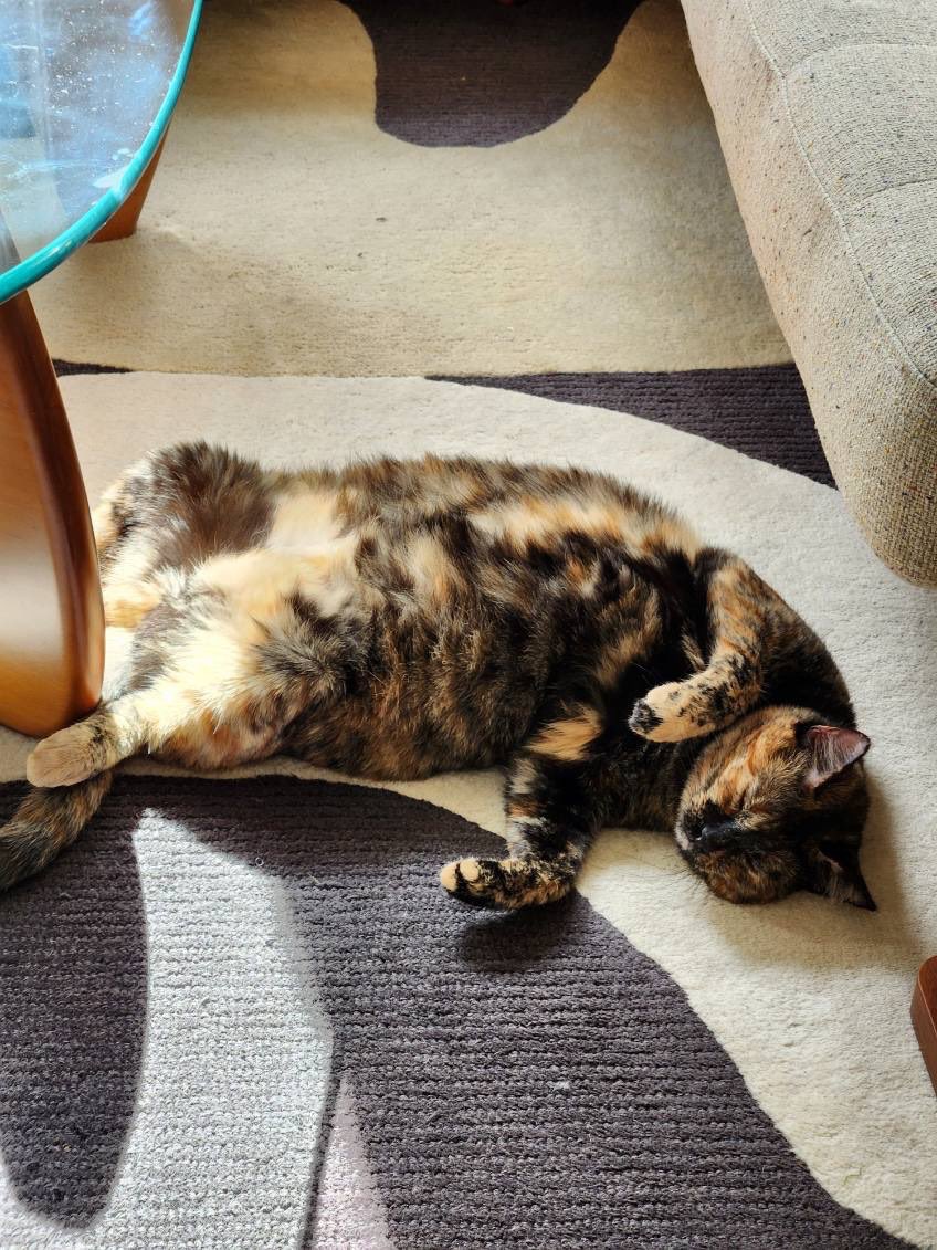 Give Me Shelter Cat Rescue tweet media