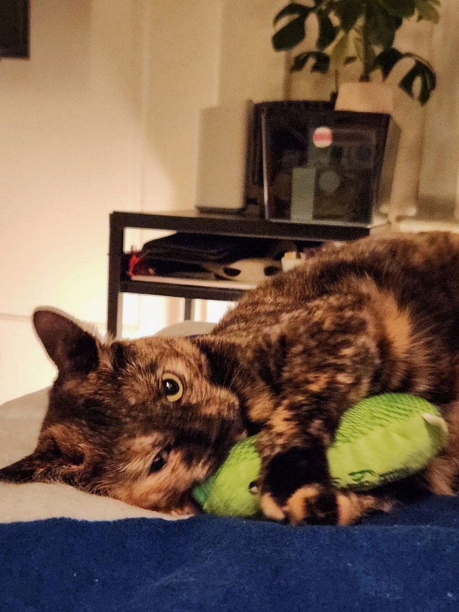 I'm Amelia, a 3-year-old girl! I’m social, curious, playful, gentle and easygoing. I’ll follow you around to keep you company or if you’re up for it, to get some belly rubs and cuddles from you. I prefer to be your only fur baby.

Adopt: givemesheltersf.org/mobile/animal.…