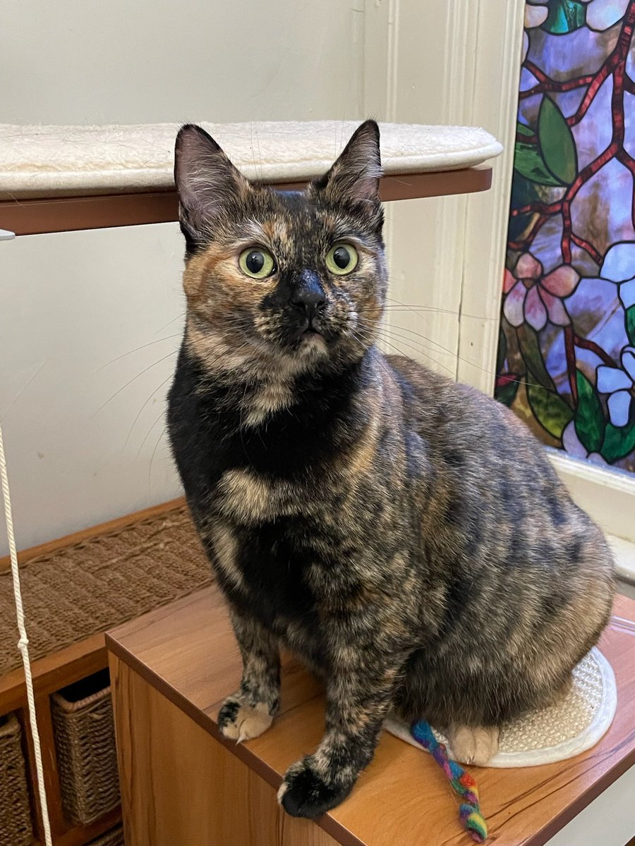 Give Me Shelter Cat Rescue tweet media