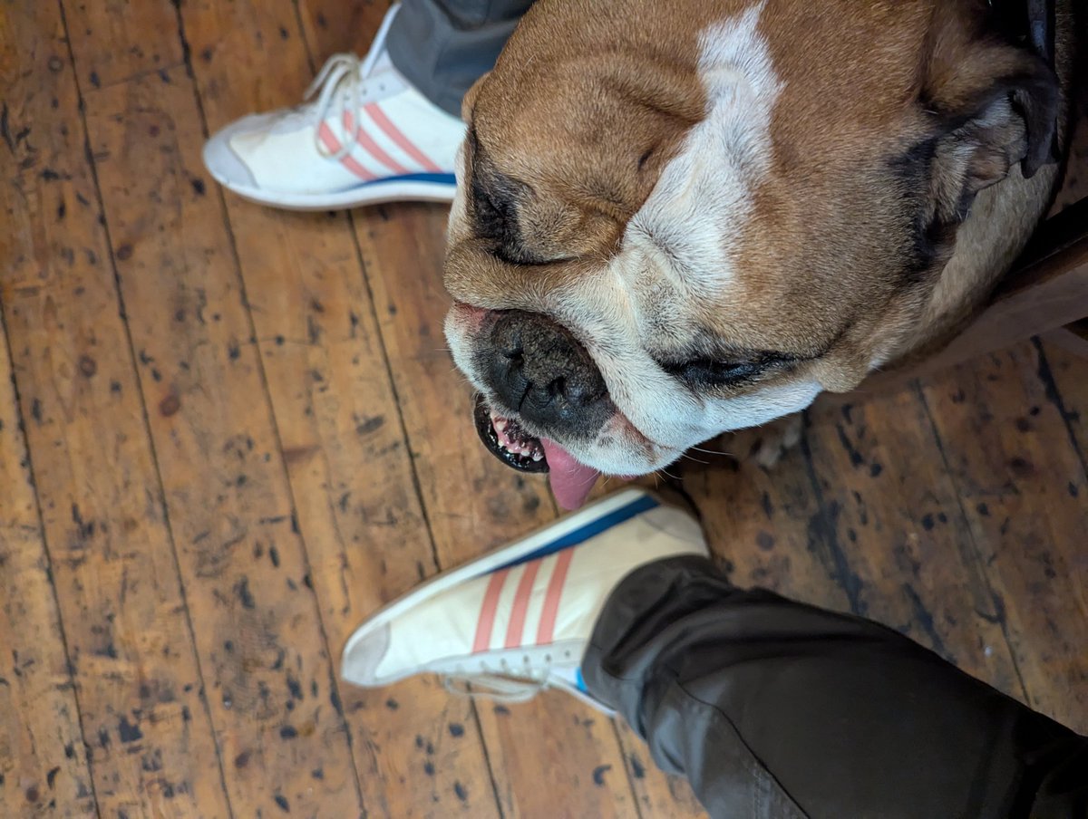 #Bulldog  #Adidas