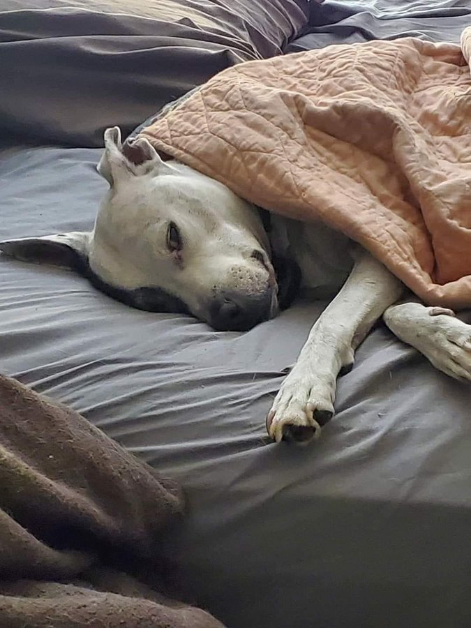 Our dog is really siickk, send some prayers for quick recovery 🙏🏻