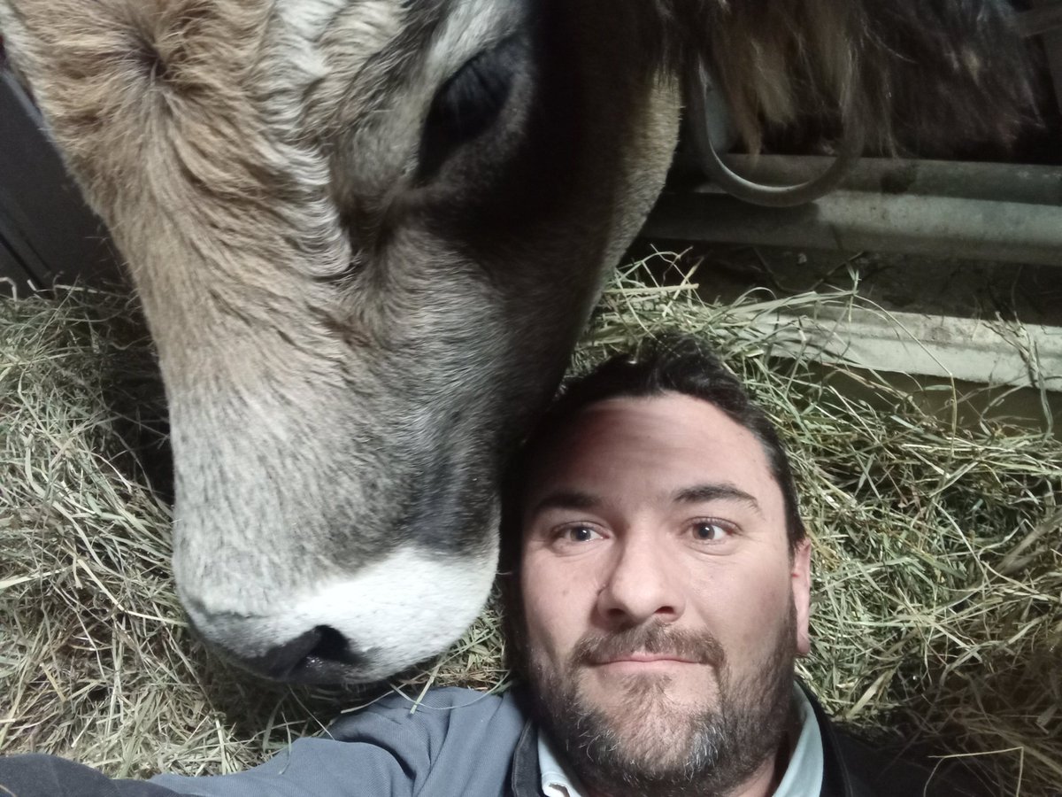 L amour vache