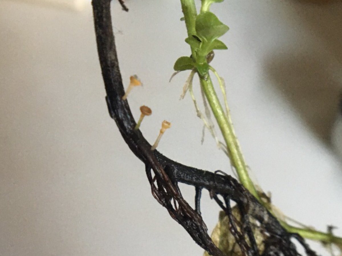 Paddy__Rice's tweet photo. Some very small fungi for #Friday fungi ( posted on Saturday) The smallest 3 on a dead water mint branch were .5 cm and the two small cup fungi I think were growing on a decayed fungi. https://t.co/M1PuNevf4I