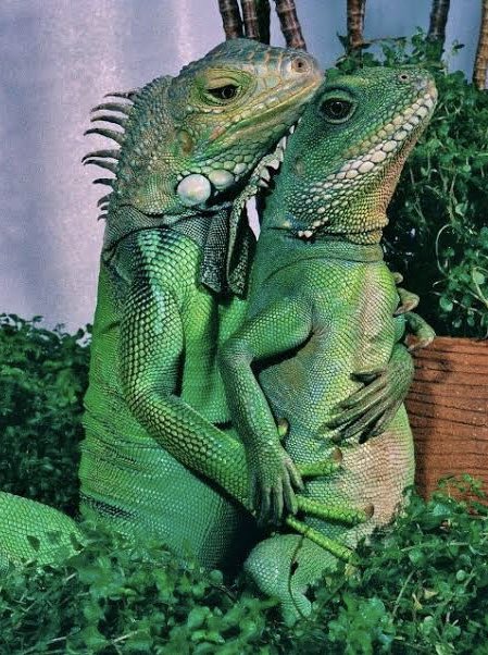 jessicatuitta's tweet image. família linda e feliz 🤎