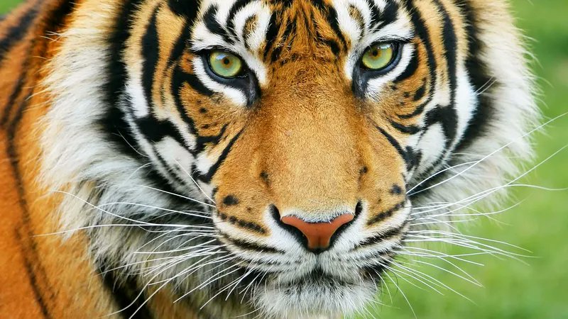 Mario Nawfal (@marionawfal) on Twitter photo 🚨JK ROWLING ROARS INTO TRANS BATHROOM DEBATE WITH LOGIC...
<a href="/jk_rowling/">J.K. Rowling</a>:
“I have never once, in my 59 years of living, been eaten alive by a tiger. However, I have been bitten by two hamsters and a pony. Therefore nobody should be frightened of tigers.”
Original Claim:
“I 🚨JK ROWLING ROARS INTO TRANS BATHROOM DEBATE WITH LOGIC...
<a href="/jk_rowling/">J.K. Rowling</a>:
“I have never once, in my 59 years of living, been eaten alive by a tiger. However, I have been bitten by two hamsters and a pony. Therefore nobody should be frightened of tigers.”
Original Claim:
“I