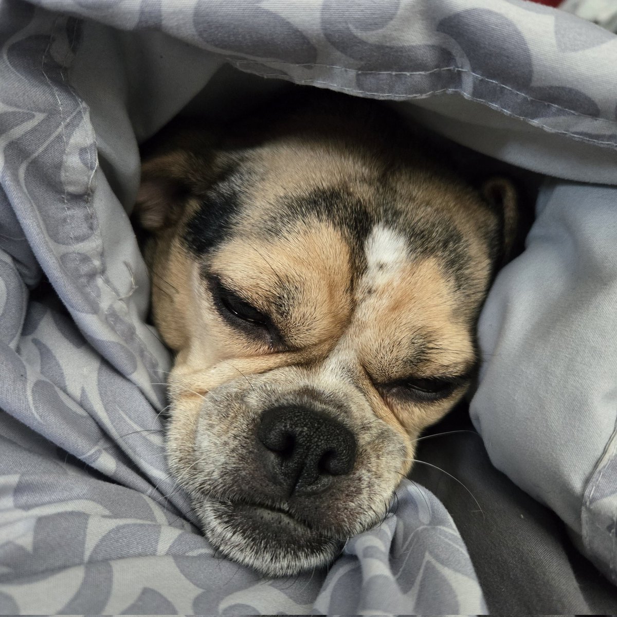 djjoeyblayze's tweet image. This weather just makes me wanna curl up like Lil ol Mabel....

At least we got some #BuckeyeFootball today!

#Puggles #PugglesofX