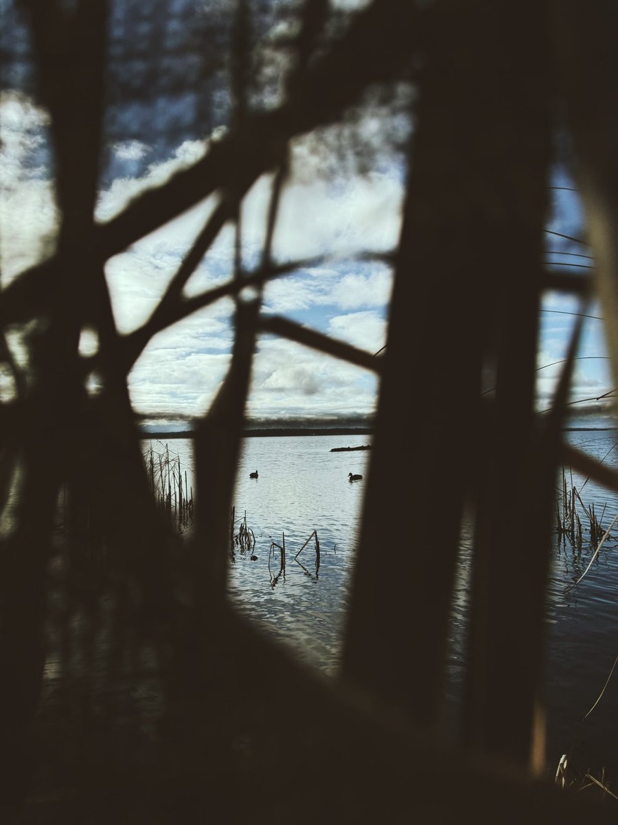 Jacebritton's tweet photo. Late season #duckhunt #NewYork https://t.co/VhEmdtele8