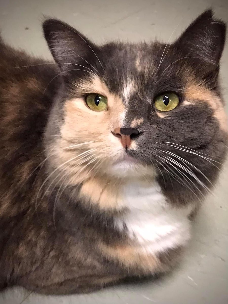 Coquine is a gorgeous 4 and-a-half year old lady that is working hard with our socialization team to open up to the love of humans 💕