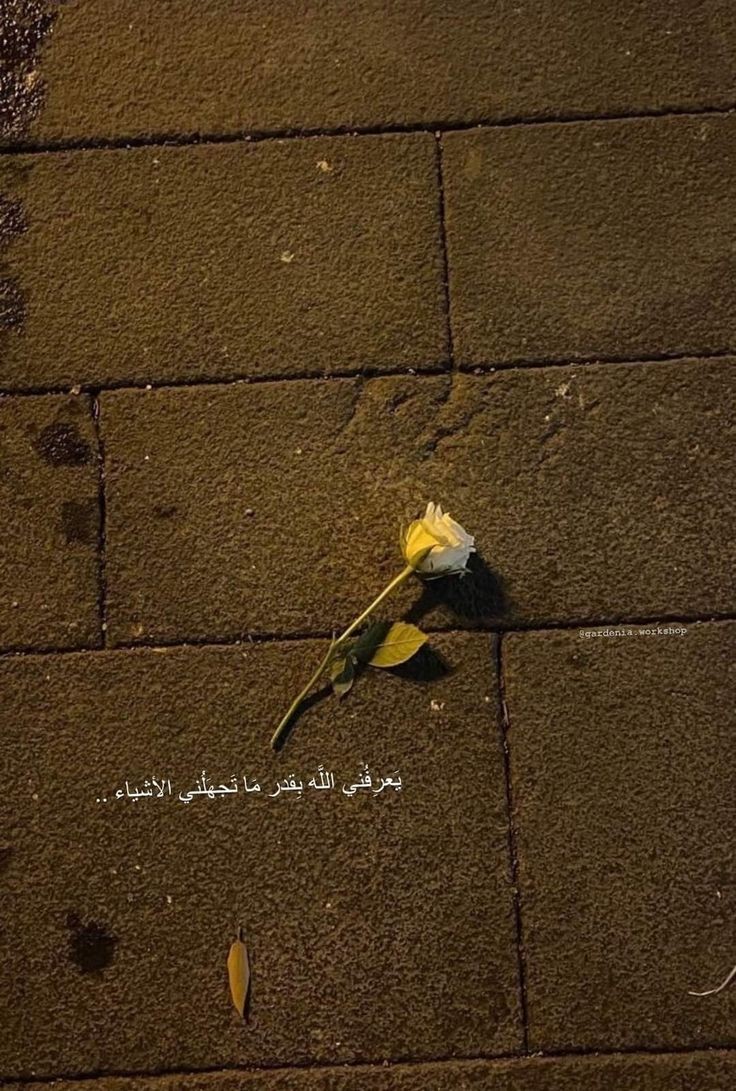 بقدر ما تجهلني الأشياء .. 🤍🤍