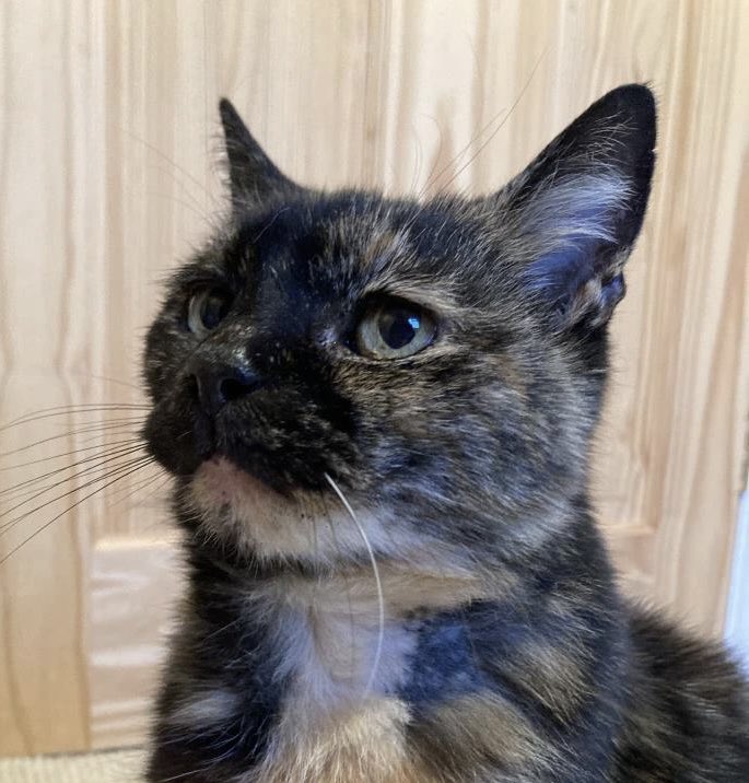 Marmalade's owner sadly passed away &amp; she’s hoping to find a new 🏠 before Xmas. Calm natured, she’s good with children &amp; other 🐈. She takes medication in food twice a day for a very manageable condition For + info tinyurl.com/7fwbp73u #AdoptDontShop #CatsOfTwitter #CatsOfX