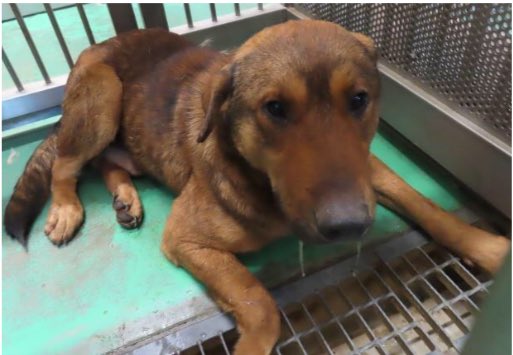 🆘緊急🆘#拡散希望
公表期限12/3(火)
11/22(金)#東茨城郡 #茨城町 #鳥羽田
首輪なし大型 #茶♂#鼻黒 #垂れ耳 #ミックス犬
🆘大至急‼️🆘🙇🏻‍♂️
#茨城県 動物指導センター℡0296721200
#迷い犬 #迷子犬 #保護犬 #収容犬 #雑種犬 #犬 #茶色い犬 #茶色 #茶 #茶黒 #黒茶 #胡麻毛?#犬がいる幸せ #犬が好き #茨城