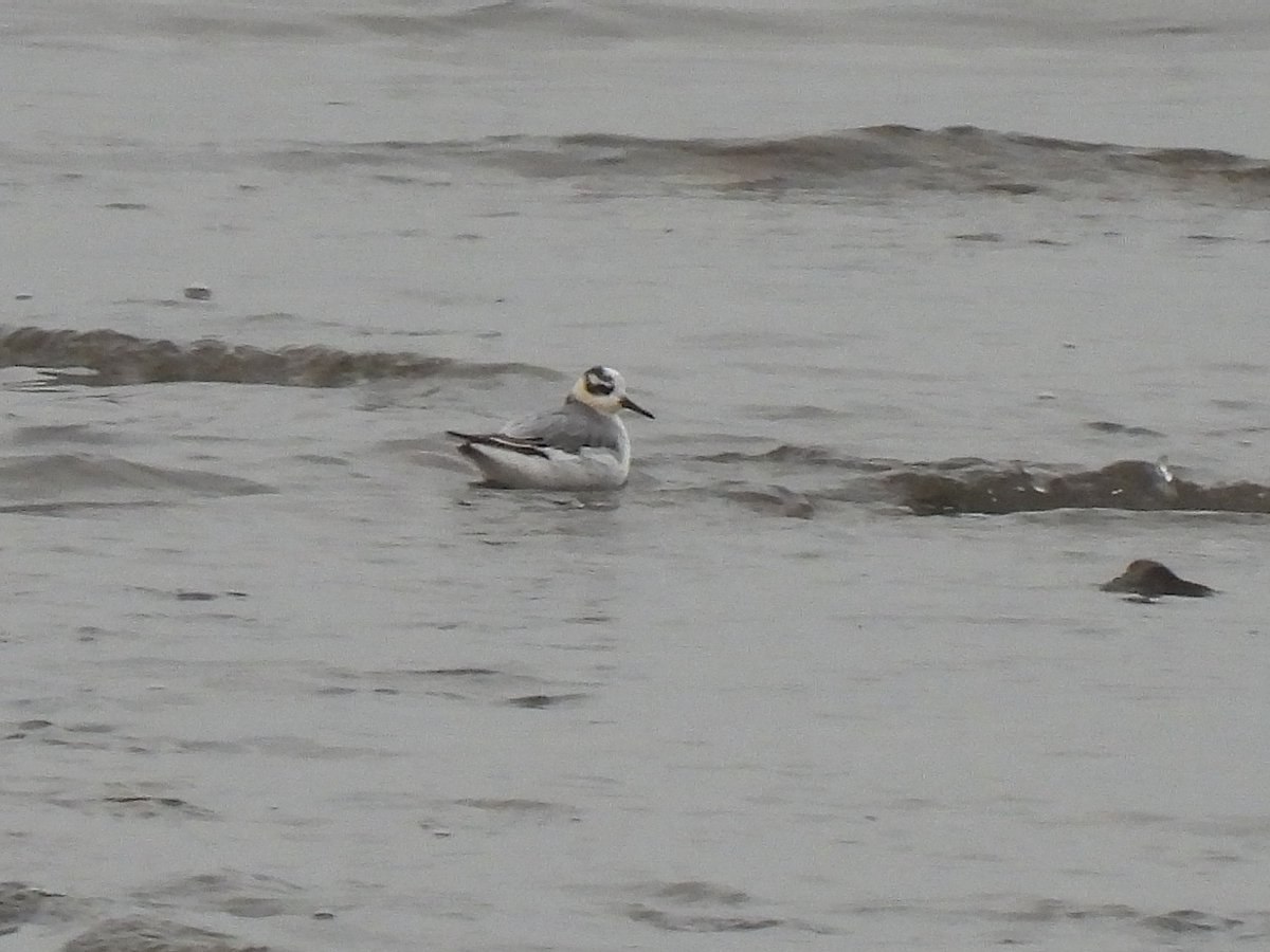 KGbirder (@kgbirder) on Twitter photo Other than a snowy backdrop, this (always quite distant) Grey Phalarope was the only evidence of Storm Bert’s passing at Musselburgh this afternoon. <a href="/birdinglothian/">Birding Lothian</a> Other than a snowy backdrop, this (always quite distant) Grey Phalarope was the only evidence of Storm Bert’s passing at Musselburgh this afternoon. <a href="/birdinglothian/">Birding Lothian</a>