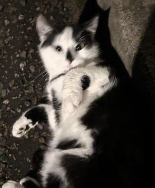 #Foundcat reported as a stray in Elm Farm area #Aylesbury HP21. In area for a few months but, since it’s been cold, has been trying to get into people's 🏠 Not yet checked for chip. If you own/know this cat 🙏 PM/ email welfare@chiltern.cats.org.uk Thanks #CatsOfTwitter #CatsOfX