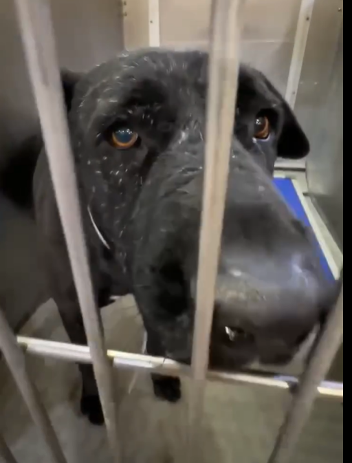 mapleveewesem's tweet photo. 💔🆘💔 6 yo, 84 lb TYSON at Lancaster #California ACC. He was adopted in early November but returned on Nov 13😠😢 Had many posts before his adoption, none after his return (except here) Pic on right is from a short video. He's very mellow. Please help🙏
info⬇️ #A5659489 https://t.co/bjtiqIYfNJ