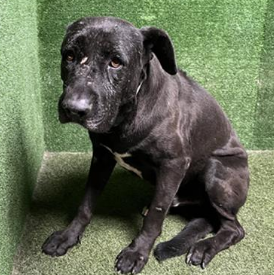mapleveewesem's tweet photo. 💔🆘💔 6 yo, 84 lb TYSON at Lancaster #California ACC. He was adopted in early November but returned on Nov 13😠😢 Had many posts before his adoption, none after his return (except here) Pic on right is from a short video. He's very mellow. Please help🙏
info⬇️ #A5659489 https://t.co/bjtiqIYfNJ