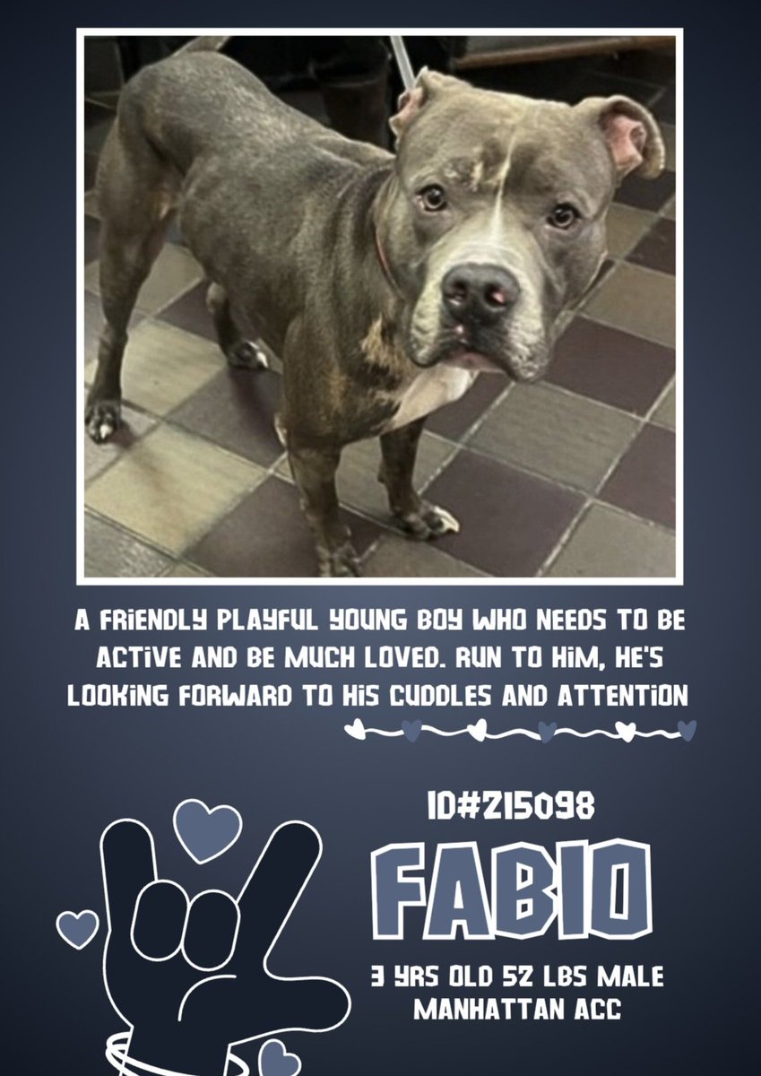 EASpenser's tweet image. FABIO, age ~3❤️#ImHungry
No history, but too thin, so he needs good, nutritious food in patient intervals. Also
Maybe #GoodBoyTraining: patient, positive, consistent
Praise for every ➕ action 
#DailyExercise #EnergyBurnoff
🥰
nycacc.app/#/browse/215098
#Adopt #Foster #Pledge4Rescue
