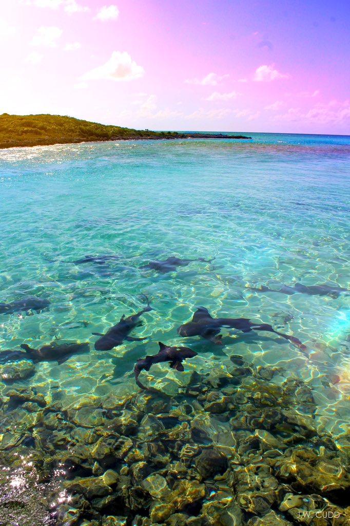 Paradise is real, y’all. #travel #bahamas