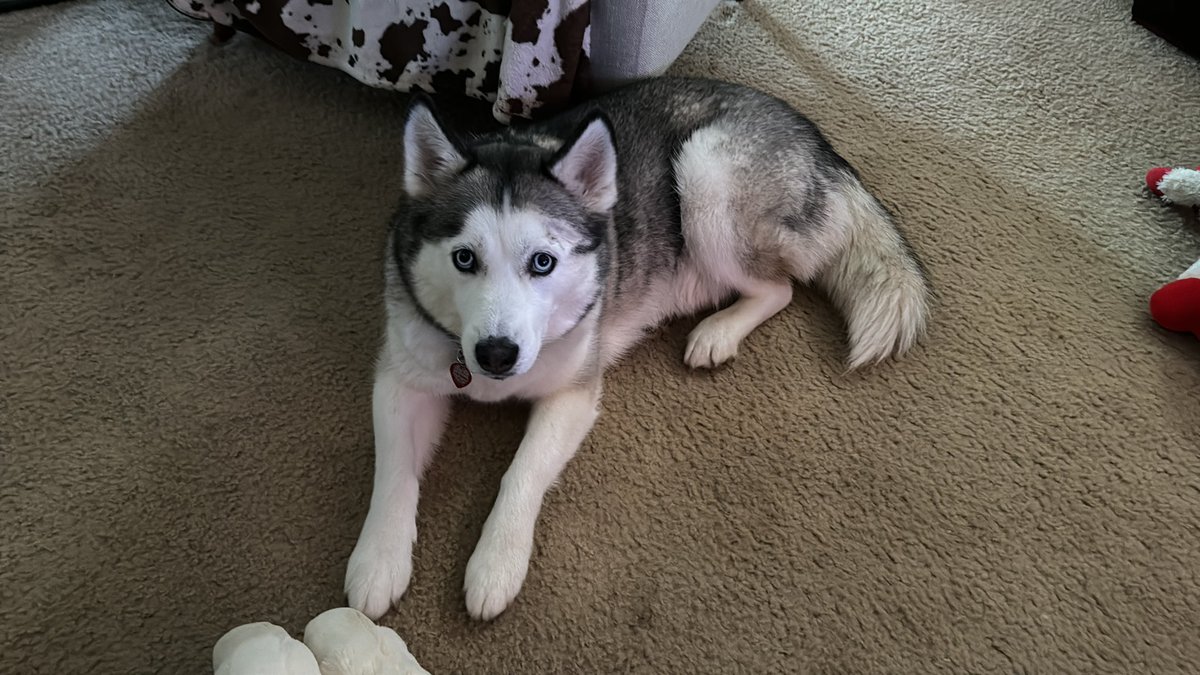 Josh Carbin tweet media