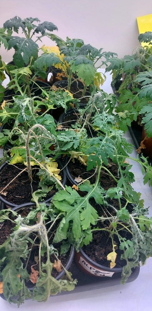 SaqiBilal's tweet photo. "Breakthrough in sustainable weed management in @OmicsBiotech lab! 🌱 Application of organic compounds derived from grass extracts effectively inhibit the growth of the invasive Parthenium weed. A step forward for eco-friendly agricultural practices!    @SajjadAsaf  @NMSRC_UNizwa https://t.co/jrVcuN0627