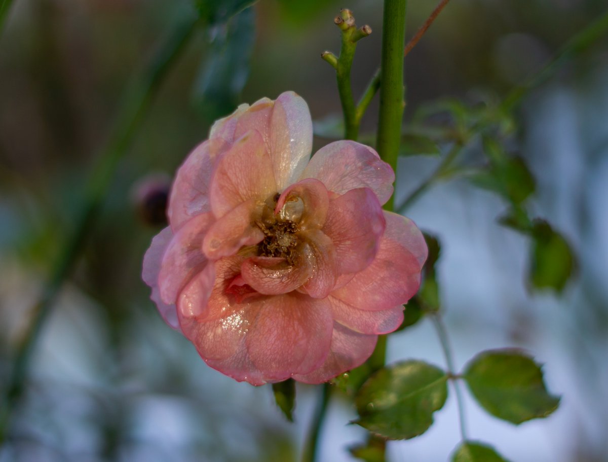 DorteHedengran's tweet photo. A few days ago this rose was beautiful. A few days of frost and the rose looks like this🌹
#Denmark #SonyAlpha #NaturePhotography #photooftheday #November23th #SaturdayVibes #SaturdayMood #Saturday #rose #frost
📸Dorte Hedengran https://t.co/pRpfvznW0R
