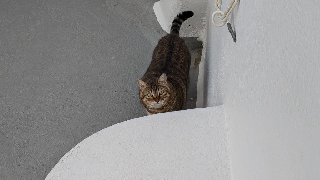 USAS_WW1's tweet image. #Caturday #Cats #AvGeek #Ελλάδα #Luxury #travel #Greece #Santorini:  This plump kitty cat looked like he could be barrel rolled. He was absolutely adorable when he came up to us.