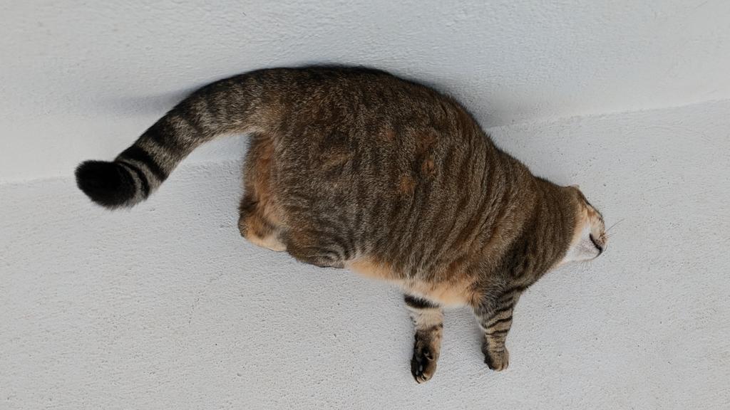 USAS_WW1's tweet image. #Caturday #Cats #AvGeek #Ελλάδα #Luxury #travel #Greece #Santorini:  This plump kitty cat looked like he could be barrel rolled. He was absolutely adorable when he came up to us.