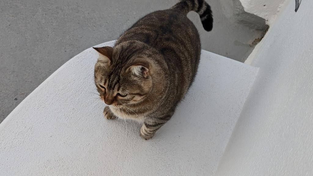 USAS_WW1's tweet image. #Caturday #Cats #AvGeek #Ελλάδα #Luxury #travel #Greece #Santorini:  This plump kitty cat looked like he could be barrel rolled. He was absolutely adorable when he came up to us.