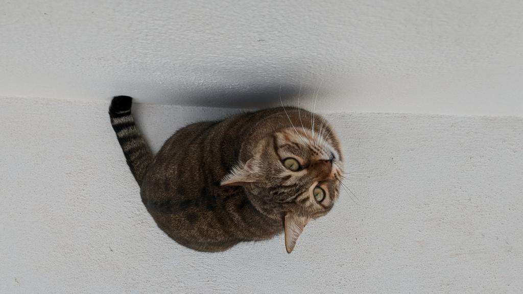 USAS_WW1's tweet image. #Caturday #Cats #AvGeek #Ελλάδα #Luxury #travel #Greece #Santorini:  This plump kitty cat looked like he could be barrel rolled. He was absolutely adorable when he came up to us.