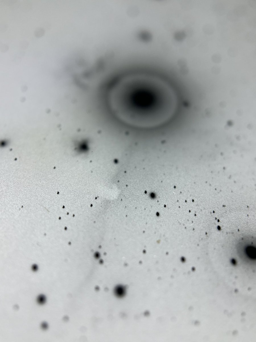 Harvard Plate Stacks tweet media