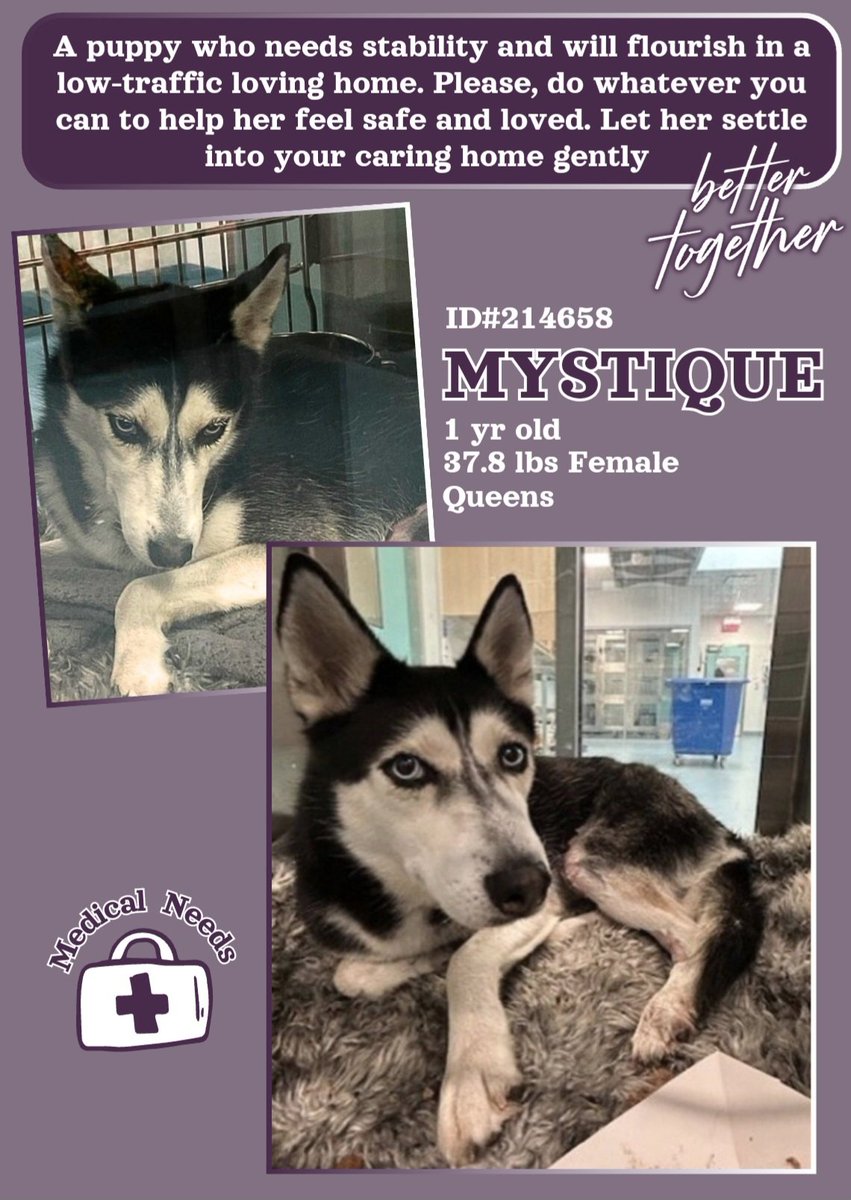 EASpenser's tweet image. Calling #HuskyLovers!
Beautiful MYSTIQUE, age ~1 #puppy 💙
She's working on recovering from a medical issue  
She'll need: #SlowIntros, #patience, #routine, #respect, #DailyExercise, #adventures
Praise for every ➕ action  
nycacc.app/#/browse/214658 
#Adopt #Foster #Pledge4Rescue