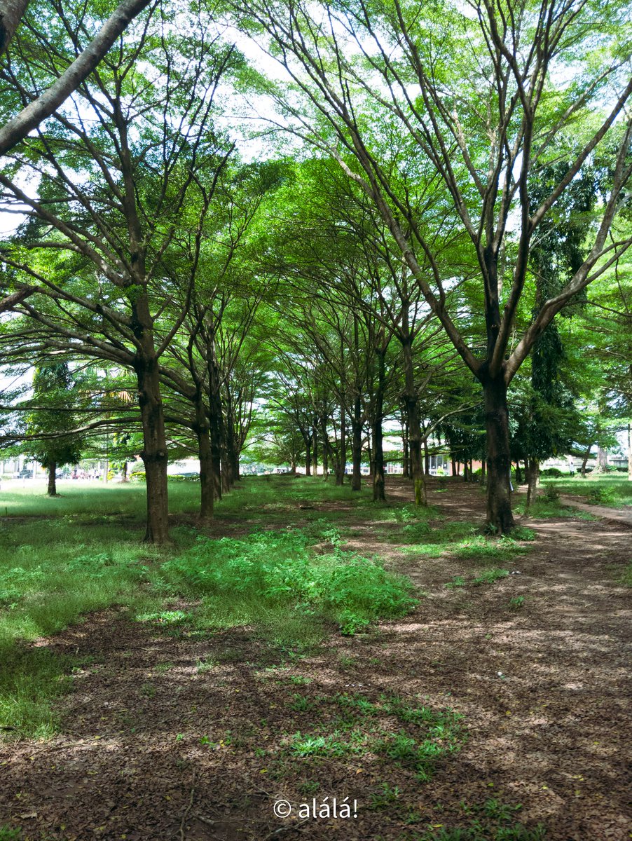 studentsunionui's tweet photo. Share your evergreen Heritage Park memory 🌳✨