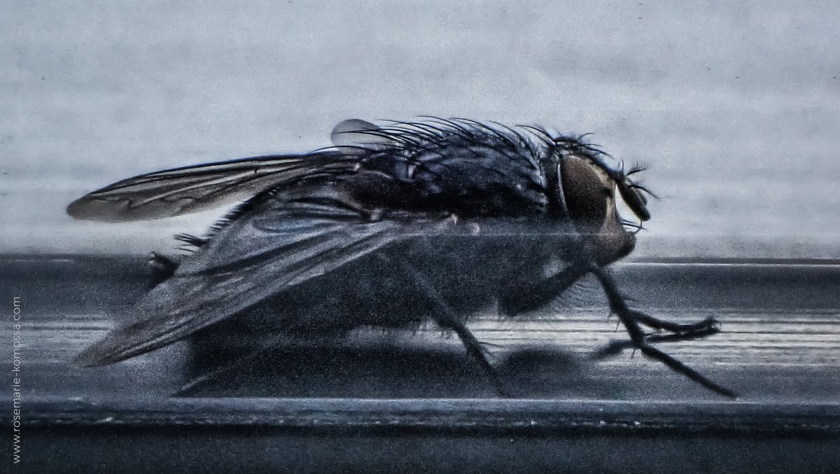 RKInspiration1's tweet photo. 23|11|2024 • Green Lacewing – symbol of balance and harmony in the natural world… And a fly. • Middle of the city/Kiel/Germany
Blog on FB:
nature in cities - Kiel in Germany

#NatureInCitiesKielGermany
#EnvironmentalRelationships

https://t.co/jjNdU8eEKM
#RosemarieKomossa https://t.co/4fae7cy2bg