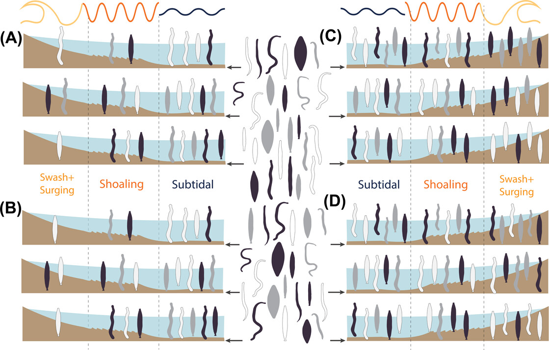 cnr_irsa's tweet photo. 📢📢 Read&amp;Share our newest paper in @EcographyJourna: The swash zone selects functionally specialized assemblages of beach interstitial #meiofauna (Platyhelminthes, Proseriata) https://t.co/N2k3k4eibA https://t.co/d3ofwsantx