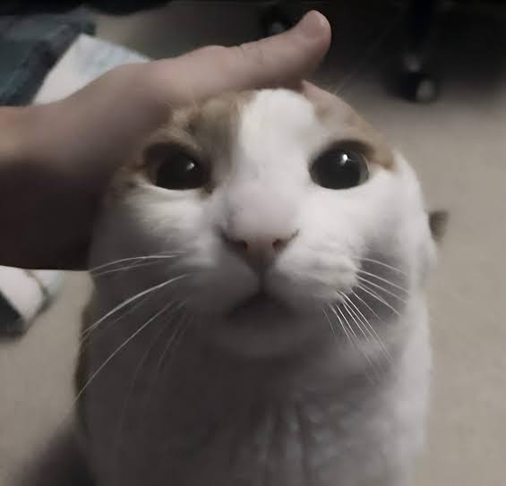 JstThings✨⁰¹⁹ ⁰²⁰ ²⁰⁵ tweet media