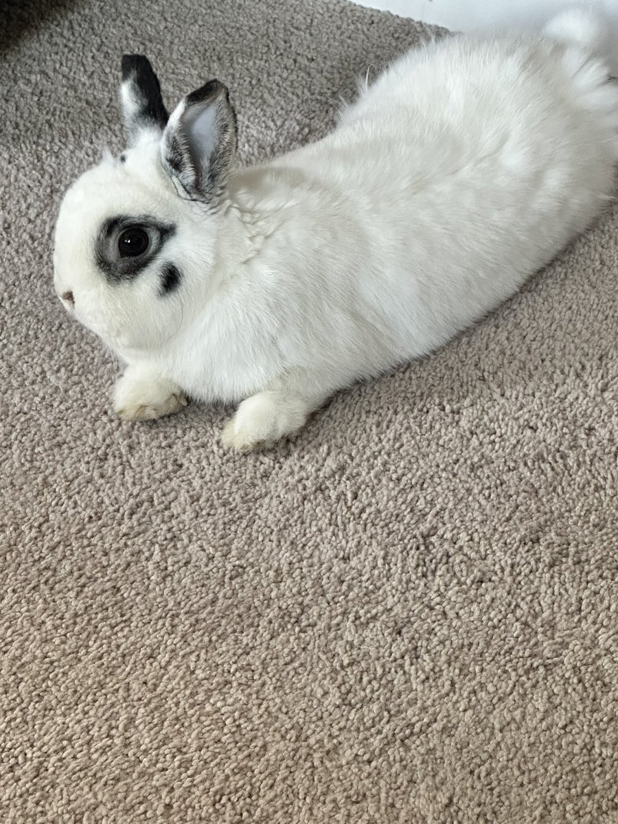 EmberRabbit's tweet image. long time no see everybunny! It snowed here yesterday!!