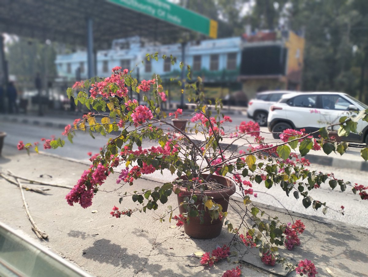 siddlovesnature's tweet photo. Beautiful #bougainvillea #flowers #twitterflower at one of the Toll Plaza to Haldwani.#uttarakhand https://t.co/nPQWqSxPks
