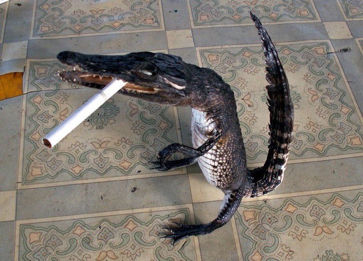 I am ready to be hurt again #GoGators