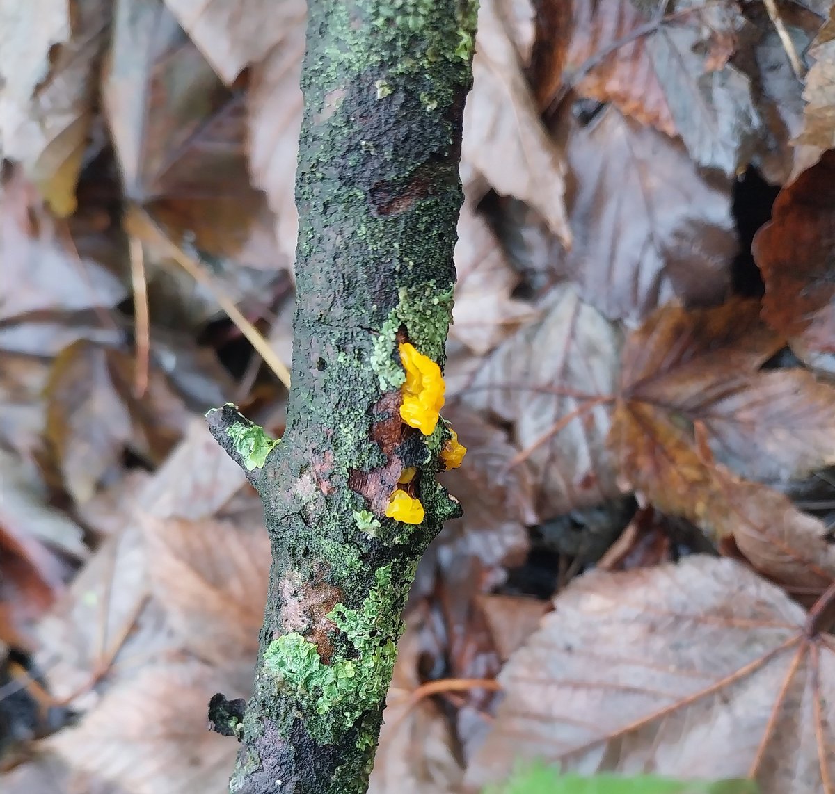 KateLiddane's tweet photo. Witches'  Butter 🍄🧈 https://t.co/nj8udDX2cj