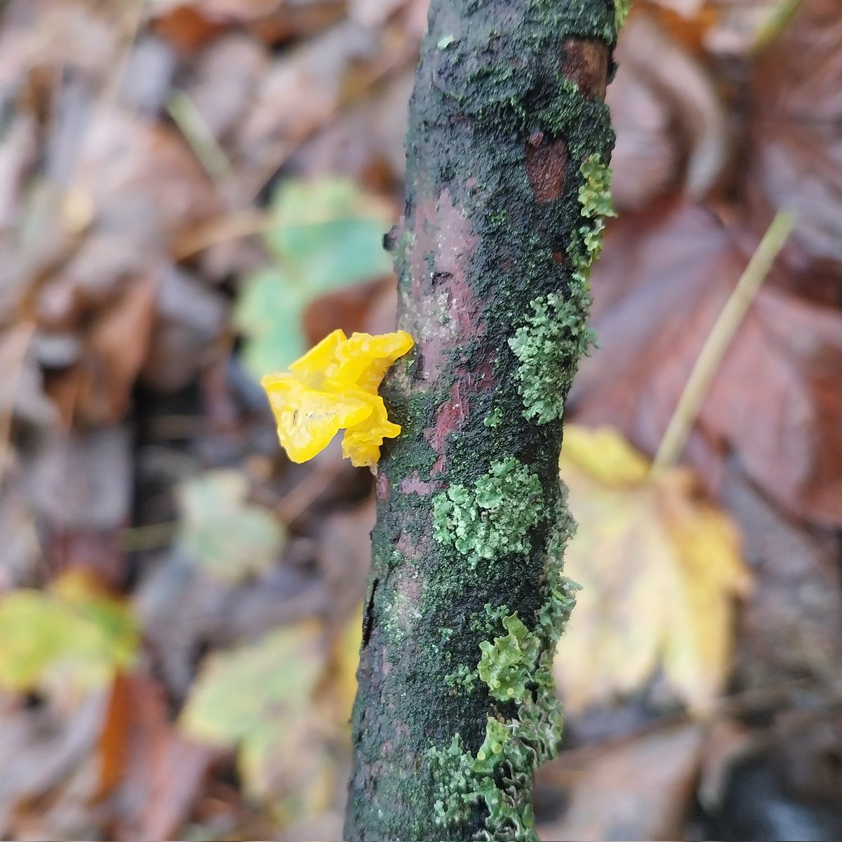 KateLiddane's tweet photo. Witches'  Butter 🍄🧈 https://t.co/nj8udDX2cj
