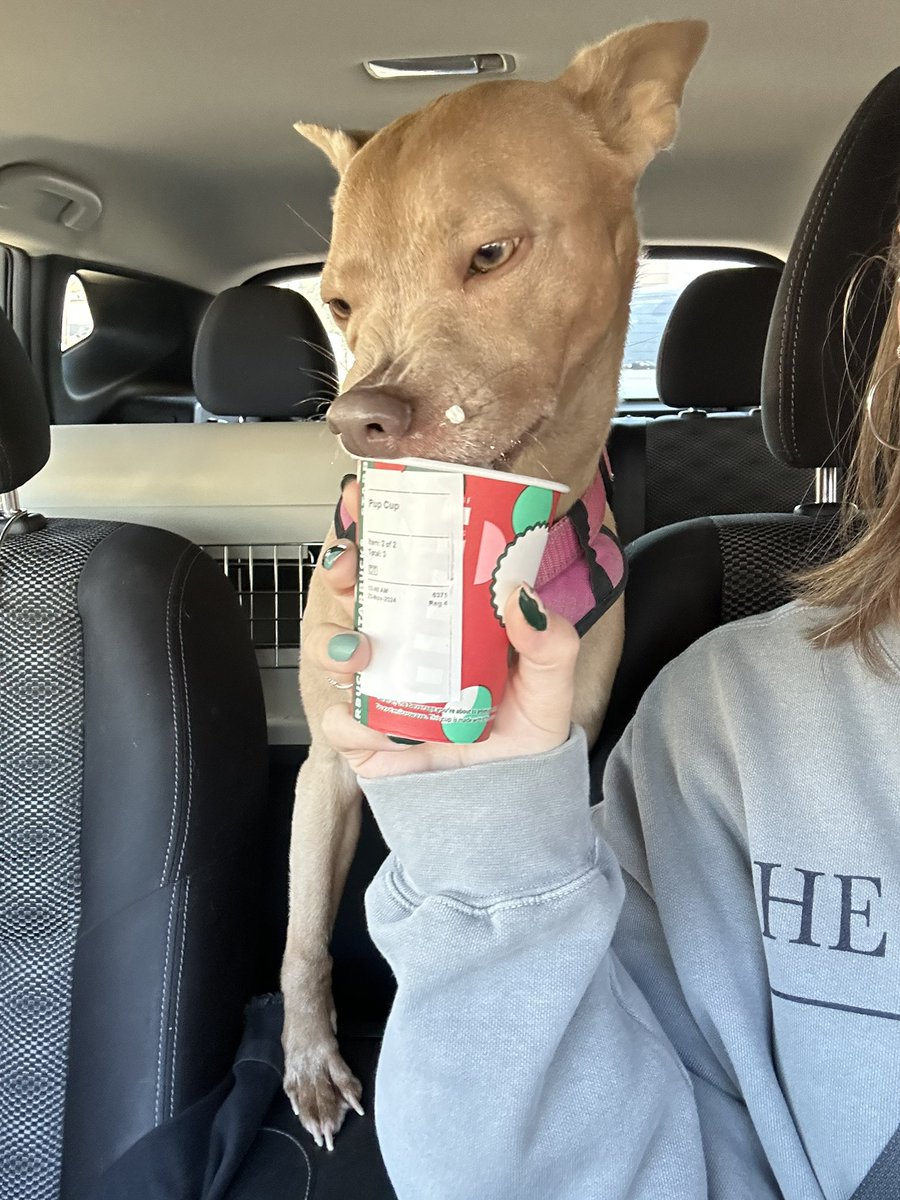 itsalydun's tweet photo. @scum_art This was today when she got her pup cup after the vet https://t.co/lRbfeC8cZS