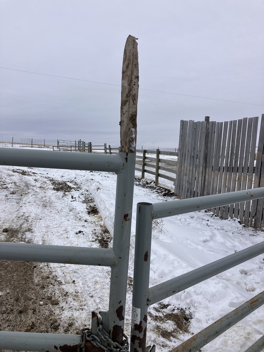 Grain farmers trying to find new place to mount that 4th iPad in tractor meanwhile cow guys saying this is a handy stick I’m gonna keep it around #ranch #farm