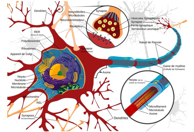 Image in tweet by Sarah Campiche MD
