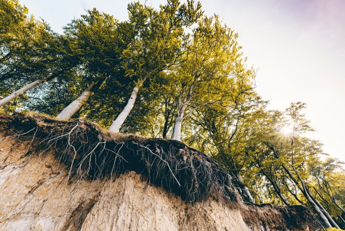 SynBioBeta's tweet image. Research shows that bio-based fibers in textiles may have harmful effects on soil health and ecosystems. 

#BioBasedPlastics #SoilHealth #EnvironmentalImpact #SustainableMaterials

loom.ly/esNkjPw